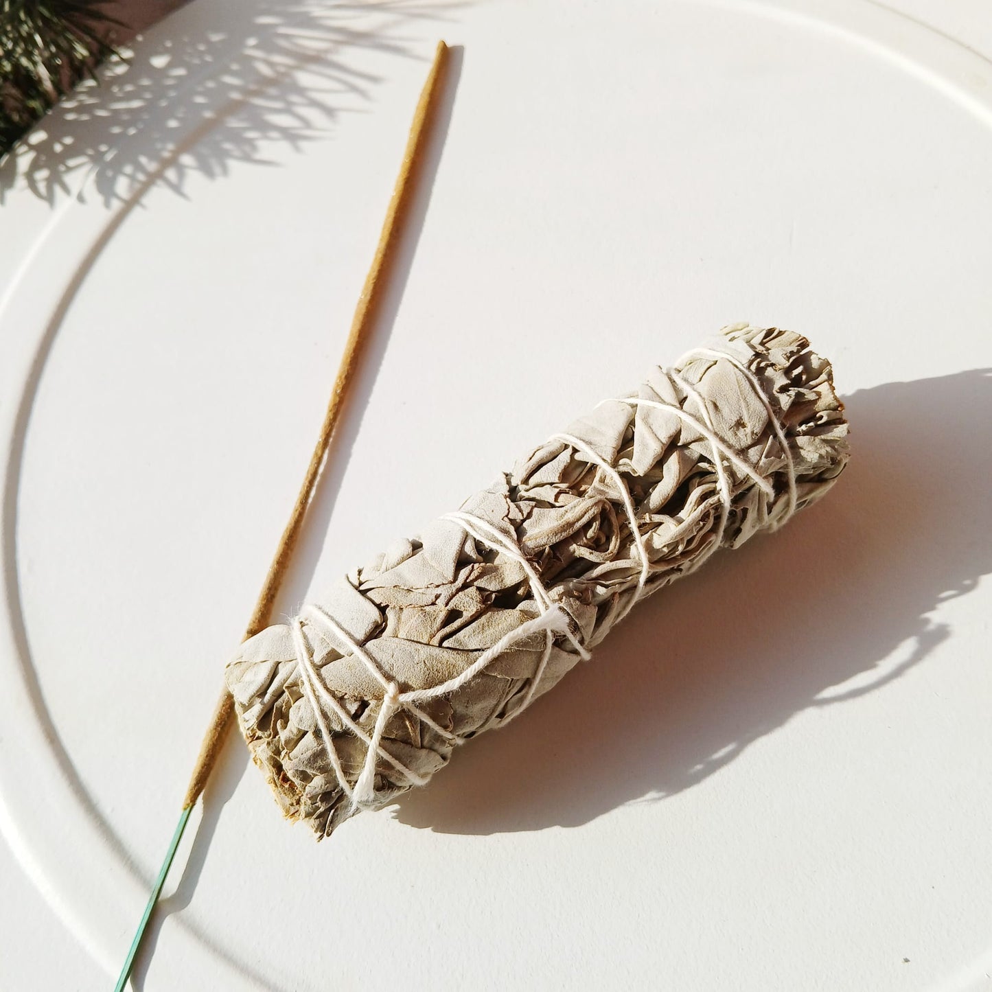 Weißer Salbei 1 Stick